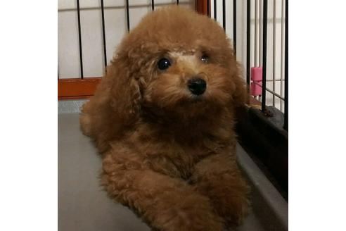 成約済の香川県のタイニープードル-32163の2枚目