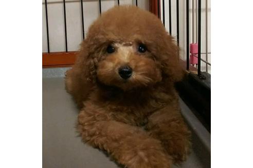 成約済の香川県のタイニープードル-32163の1枚目