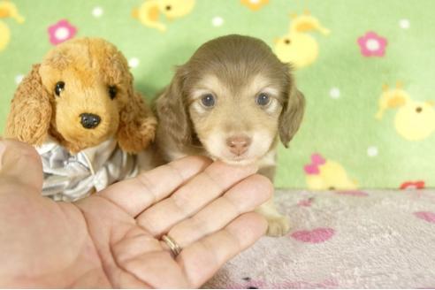 成約済の兵庫県のミニチュアダックスフンド-33792の1枚目