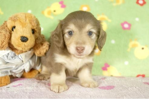 成約済の兵庫県のミニチュアダックスフンド-33792の2枚目