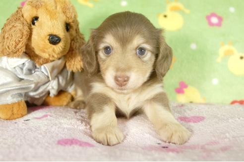 成約済の兵庫県のミニチュアダックスフンド-33792の3枚目