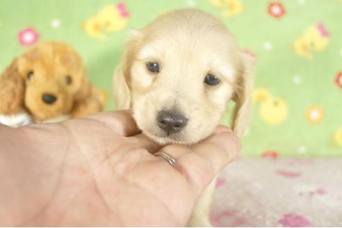 成約済の兵庫県のミニチュアダックスフンド-33793の1枚目