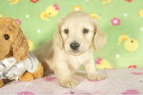 成約済の兵庫県のミニチュアダックスフンド-33793の2枚目