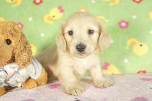 成約済の兵庫県のミニチュアダックスフンド-33793の3枚目