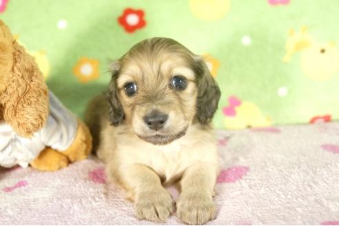 成約済の兵庫県のミニチュアダックスフンド-33795の3枚目