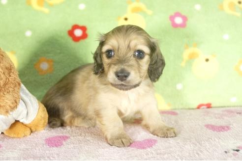 成約済の兵庫県のミニチュアダックスフンド-33795の4枚目