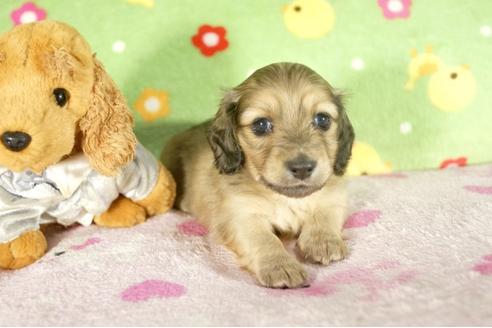 成約済の兵庫県のミニチュアダックスフンド-33795の1枚目