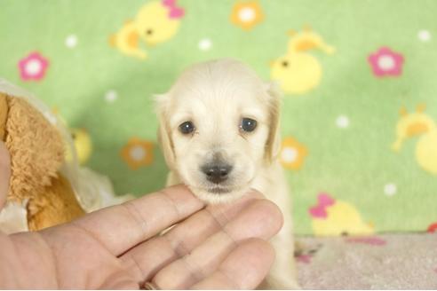 成約済の兵庫県のミニチュアダックスフンド-33797の3枚目