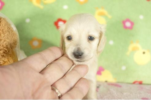 成約済の兵庫県のミニチュアダックスフンド-33797の4枚目