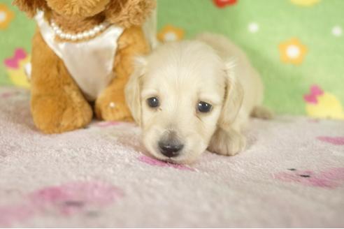 成約済の兵庫県のミニチュアダックスフンド-33797の1枚目