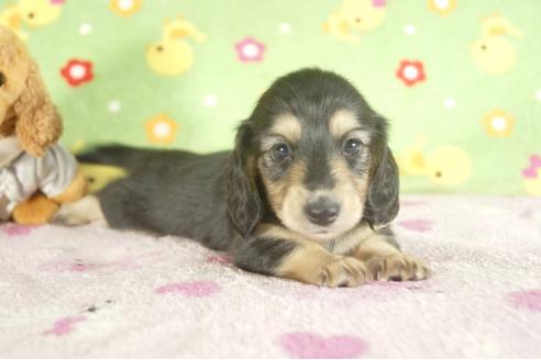 成約済の兵庫県のミニチュアダックスフンド-33798の2枚目