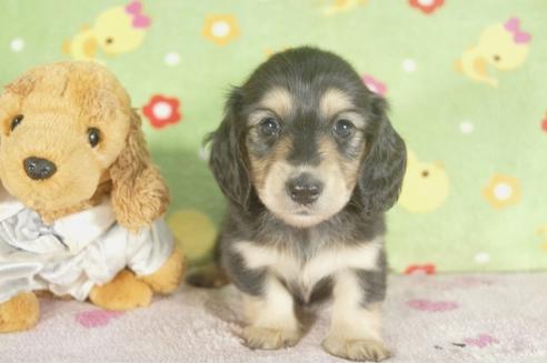 成約済の兵庫県のミニチュアダックスフンド-33798の3枚目