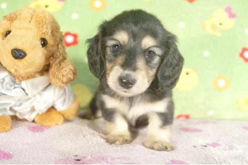 成約済の兵庫県のミニチュアダックスフンド-33798の4枚目