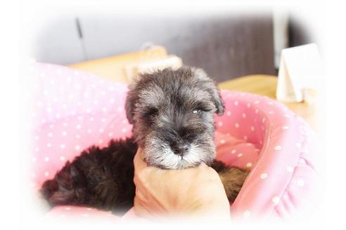 成約済の大阪府のミニチュアシュナウザー-33808の1枚目