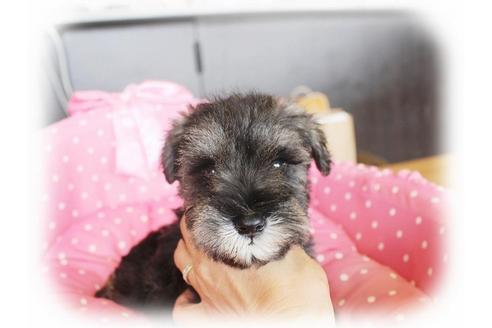 成約済の大阪府のミニチュアシュナウザー-33808の2枚目