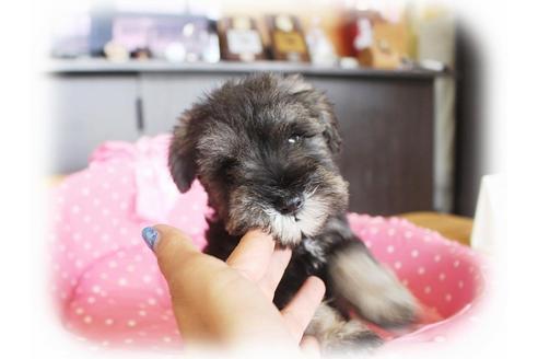 成約済の大阪府のミニチュアシュナウザー-33808の3枚目