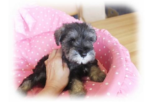 成約済の大阪府のミニチュアシュナウザー-33808の4枚目