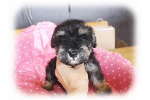 成約済の大阪府のミニチュアシュナウザー-33809の3枚目