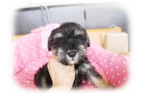 成約済の大阪府のミニチュアシュナウザー-33809の5枚目