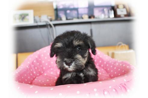 成約済の大阪府のミニチュアシュナウザー-33809の1枚目