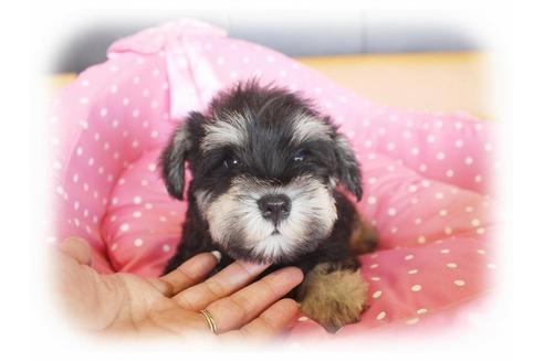 成約済の大阪府のミニチュアシュナウザー-33811の1枚目