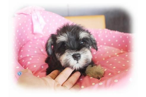 成約済の大阪府のミニチュアシュナウザー-33811の2枚目