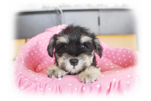 成約済の大阪府のミニチュアシュナウザー-33811の3枚目