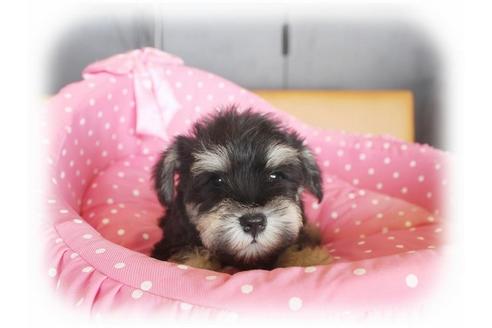 成約済の大阪府のミニチュアシュナウザー-33811の4枚目