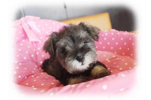 成約済の大阪府のミニチュアシュナウザー-33812の1枚目