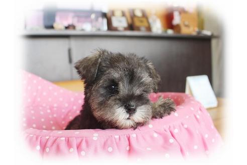 成約済の大阪府のミニチュアシュナウザー-33812の2枚目