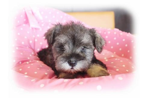 成約済の大阪府のミニチュアシュナウザー-33812の3枚目