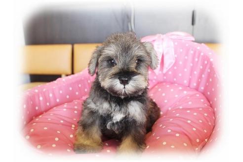 成約済の大阪府のミニチュアシュナウザー-33813の2枚目