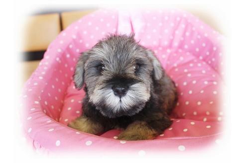 成約済の大阪府のミニチュアシュナウザー-33813の3枚目