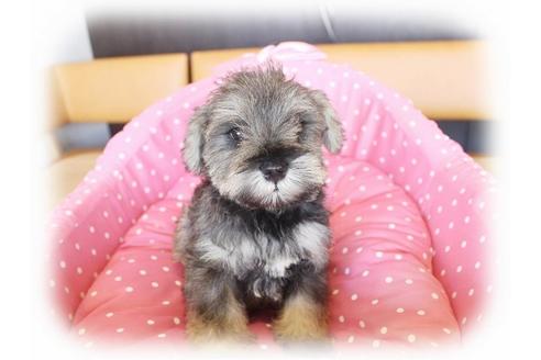 成約済の大阪府のミニチュアシュナウザー-33813の4枚目