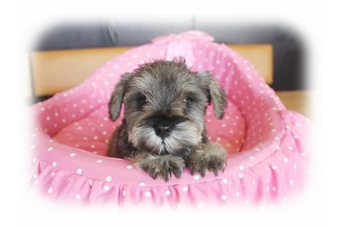 成約済の大阪府のミニチュアシュナウザー-33813の5枚目