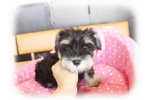 成約済の大阪府のミニチュアシュナウザー-33814の1枚目