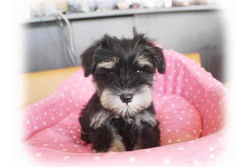 成約済の大阪府のミニチュアシュナウザー-33814の2枚目