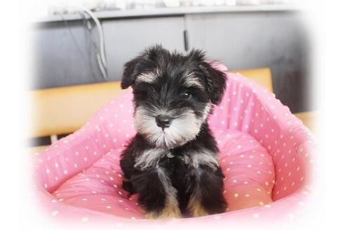 成約済の大阪府のミニチュアシュナウザー-33814の3枚目