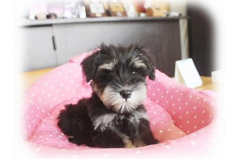 成約済の大阪府のミニチュアシュナウザー-33814の4枚目