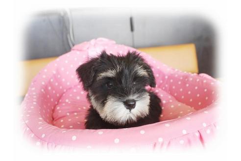 成約済の大阪府のミニチュアシュナウザー-33814の5枚目