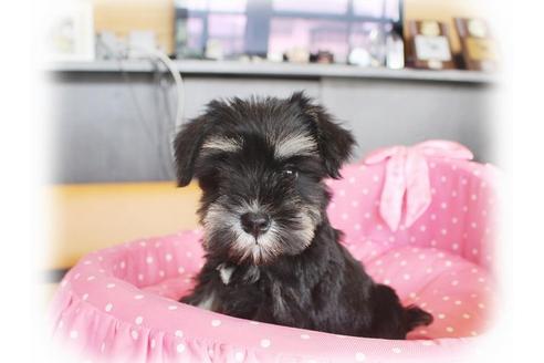 成約済の大阪府のミニチュアシュナウザー-33815の1枚目