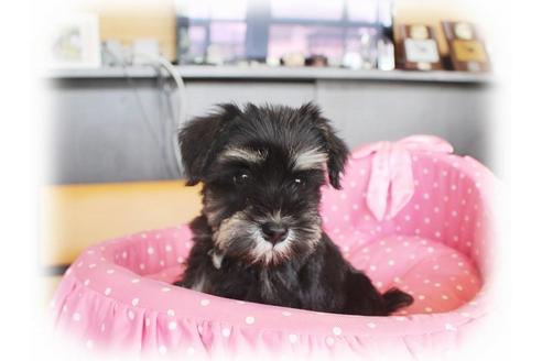 成約済の大阪府のミニチュアシュナウザー-33815の2枚目