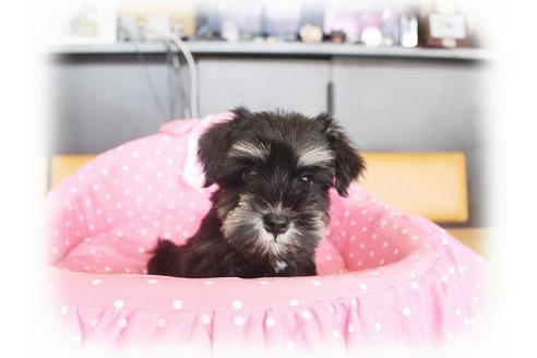 成約済の大阪府のミニチュアシュナウザー-33815の3枚目