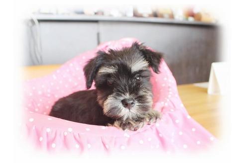 成約済の大阪府のミニチュアシュナウザー-33815の4枚目