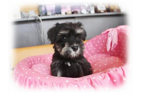 成約済の大阪府のミニチュアシュナウザー-33815の5枚目