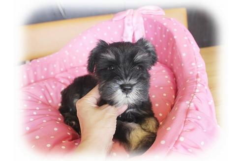 成約済の大阪府のミニチュアシュナウザー-33816の4枚目