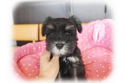 成約済の大阪府のミニチュアシュナウザー-33816の5枚目