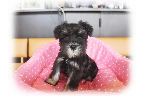 成約済の大阪府のミニチュアシュナウザー-33816の1枚目