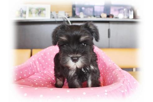 成約済の大阪府のミニチュアシュナウザー-33816の2枚目