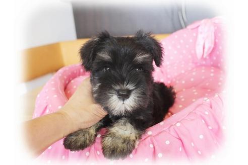 成約済の大阪府のミニチュアシュナウザー-33816の3枚目